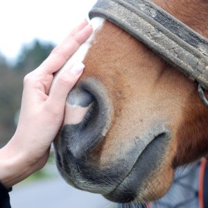 Horse DNA Tests